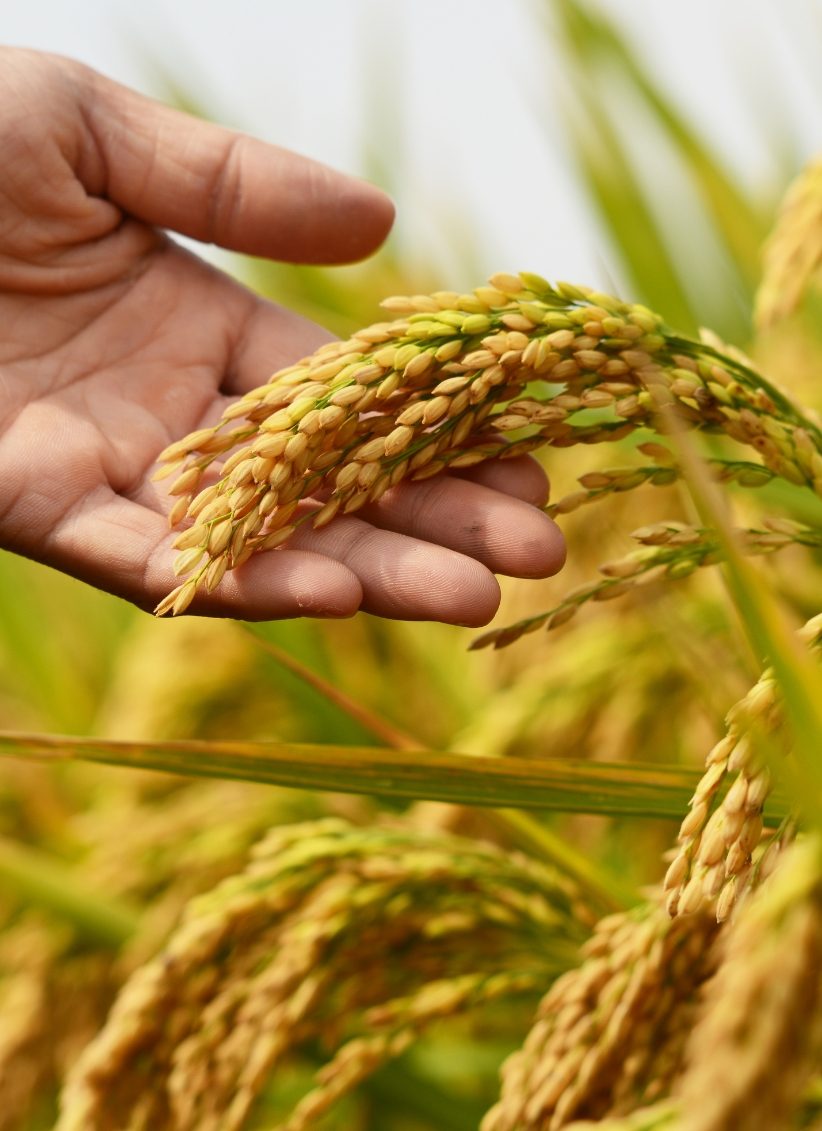 Hands holding ripe grain heads