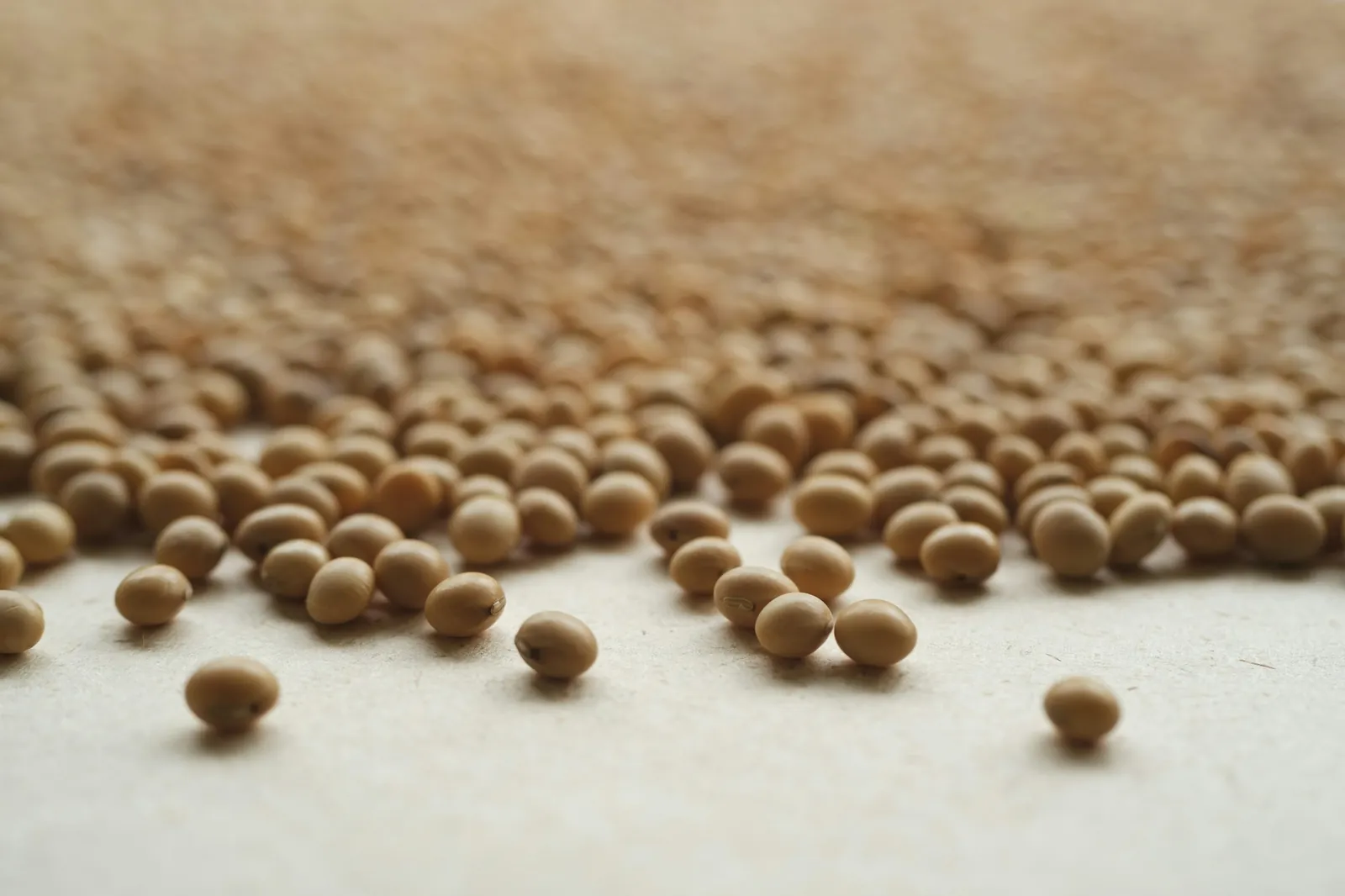 Soybeans scattered across a pale surface