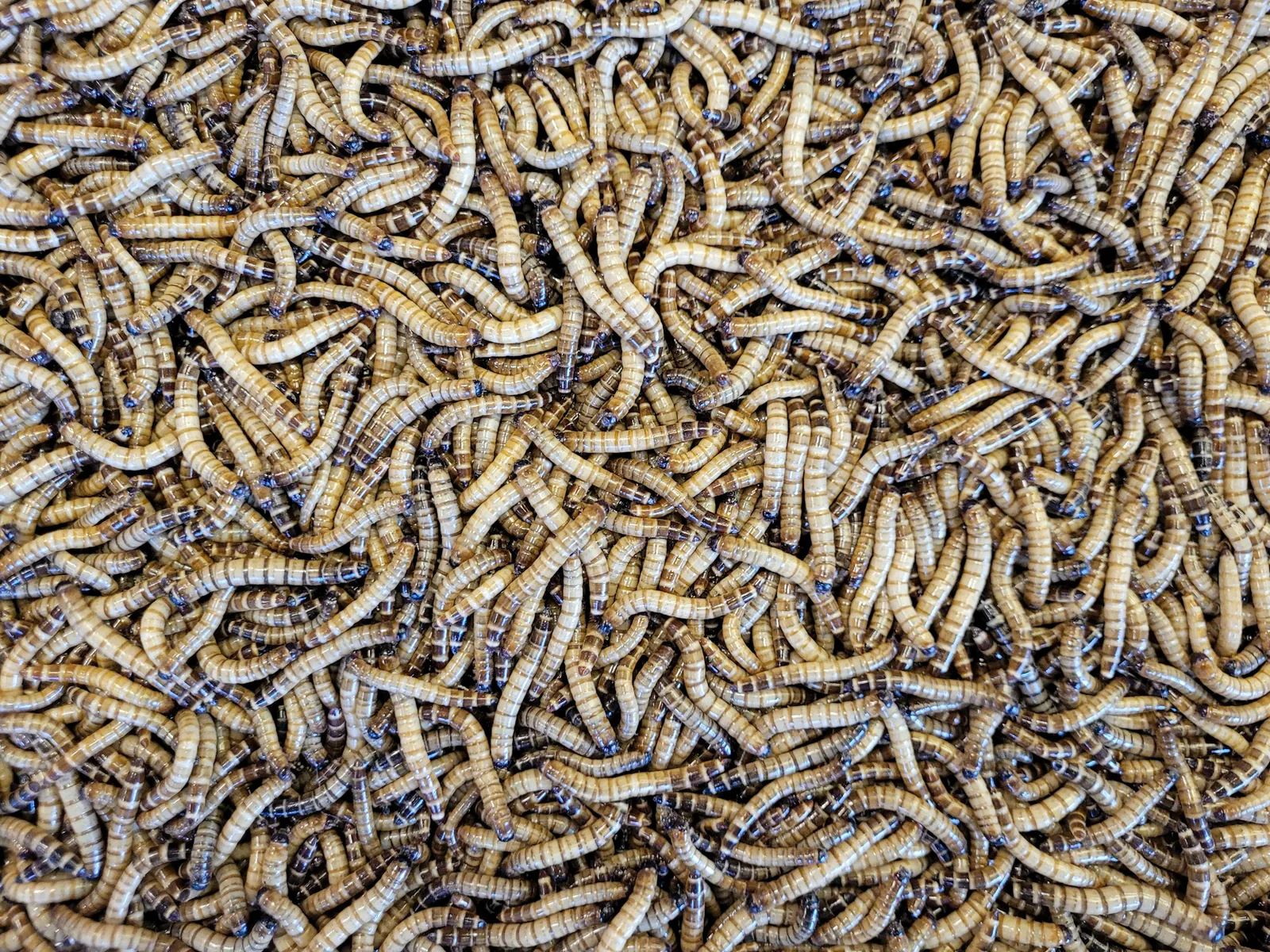 A mass of mealworm larvae crowded together