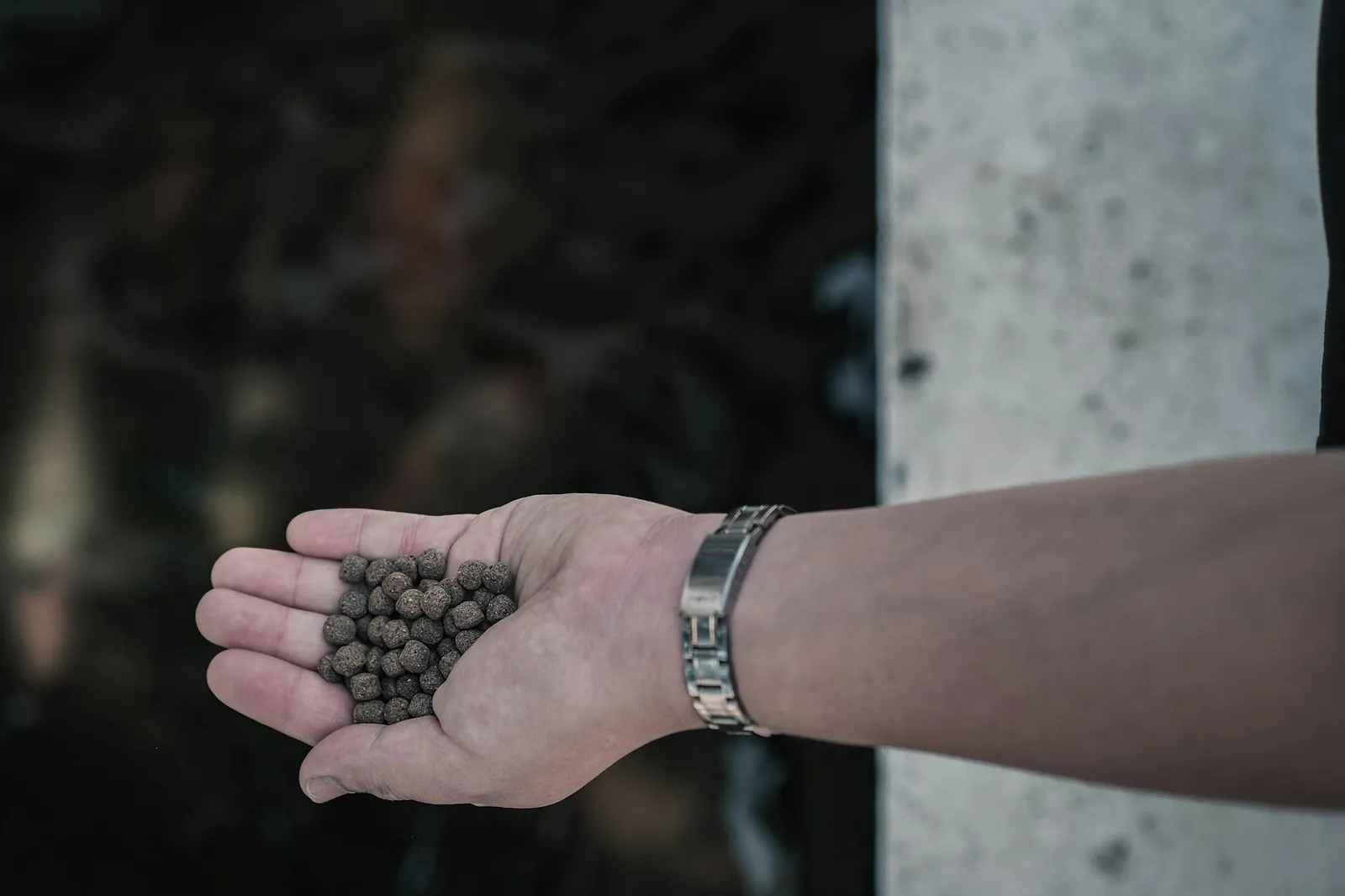 A hand holding a handful of dark feed pellets