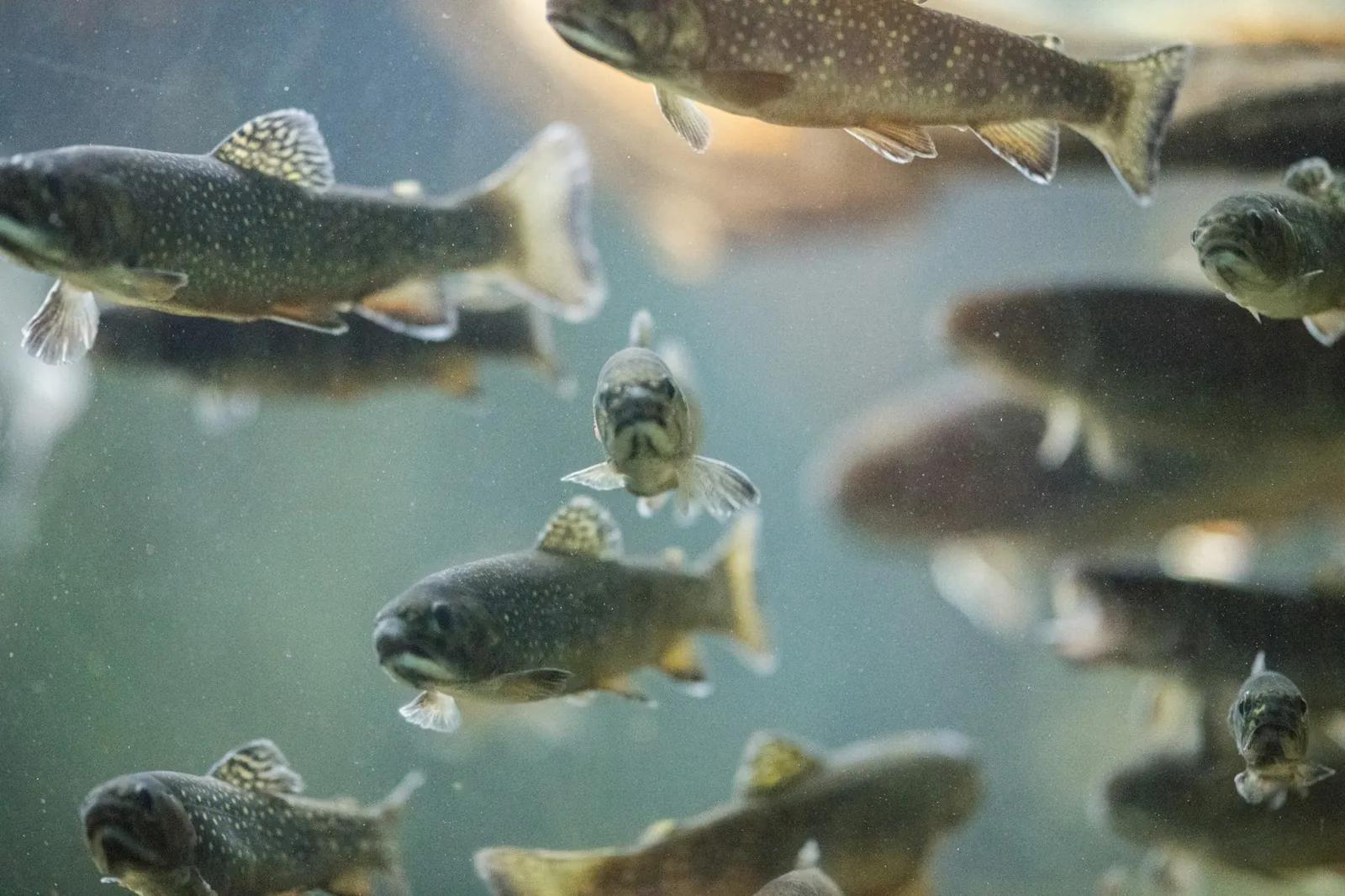 Rainbow trout swimming in a tank