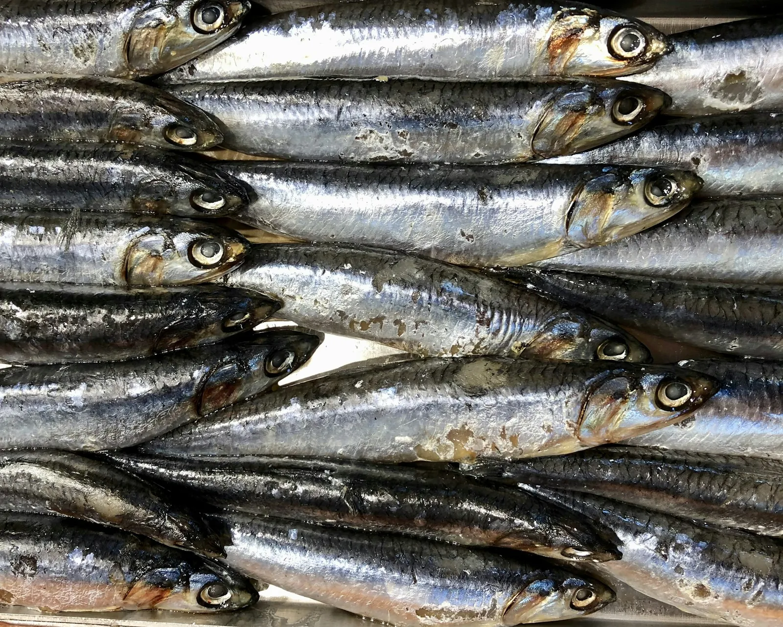 Rows of small silver forage fish packed tightly side by side, with heads at alternating ends