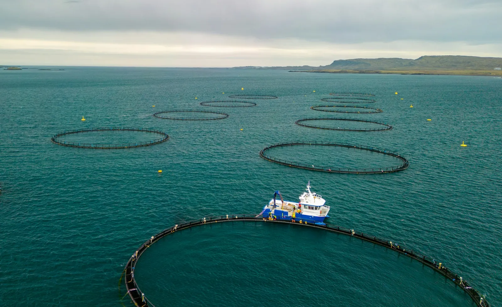 Aerial view of circular fish farm sea cages with a feed vessel