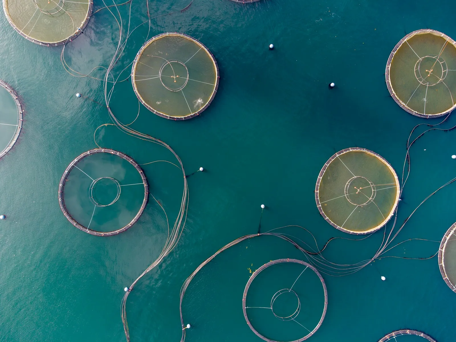 Top-down view of round fish cages in turquoise water