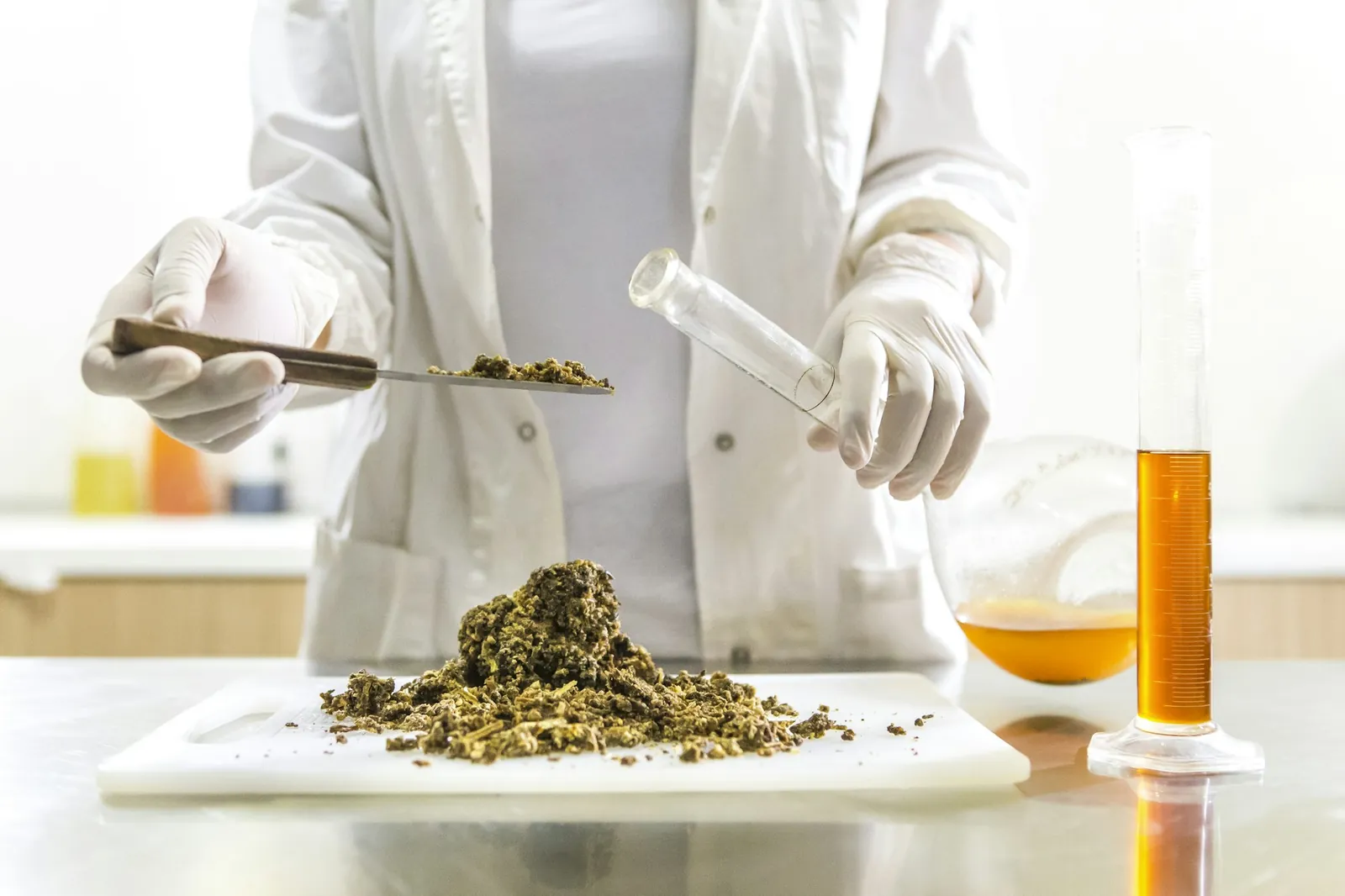 Gloved lab technician lifting a spatula of dried plant material from a sample on a white board, with amber oil in a graduated cylinder behind