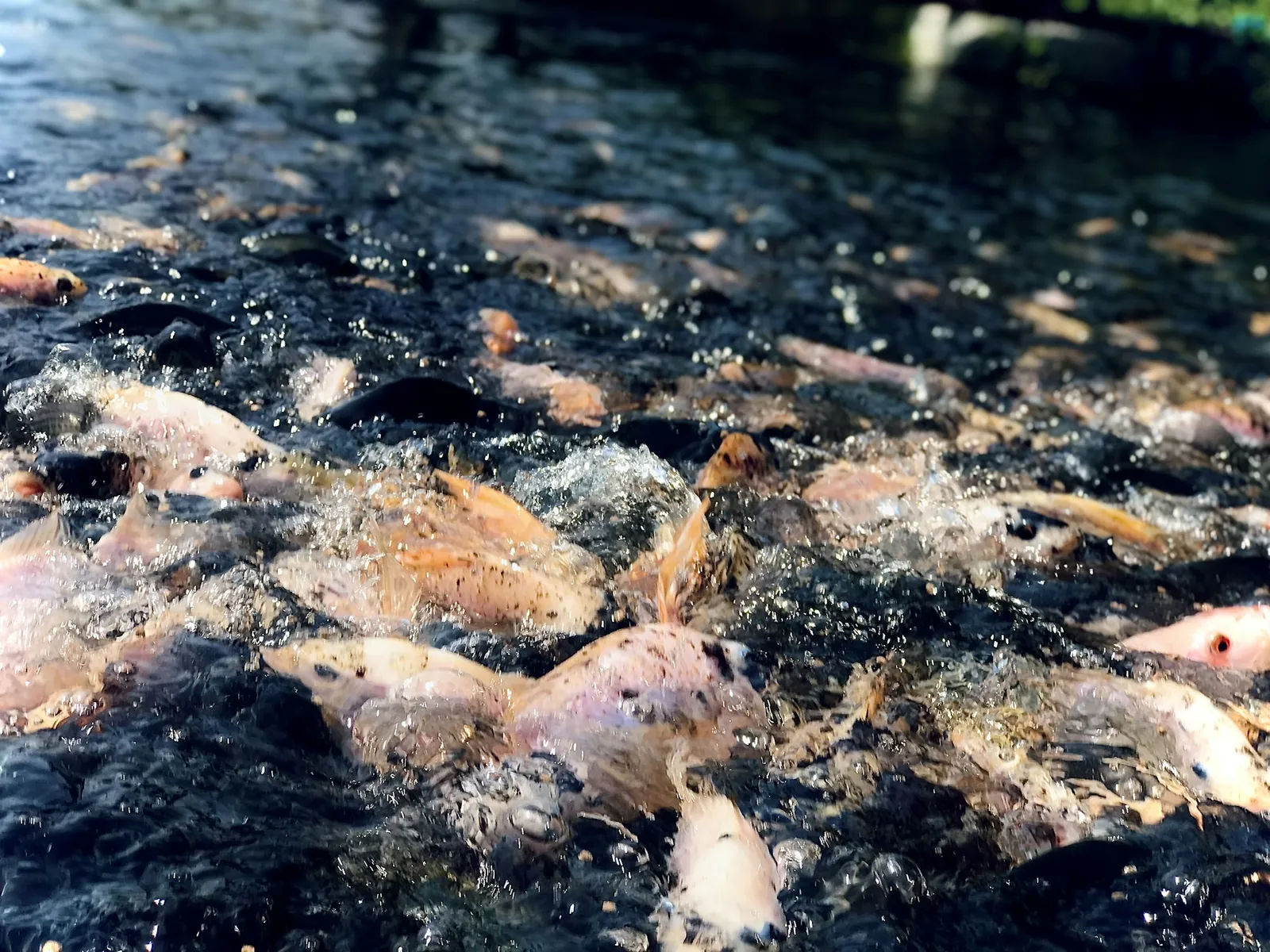 Pale pink and orange fish crowding and thrashing at a sunlit water surface