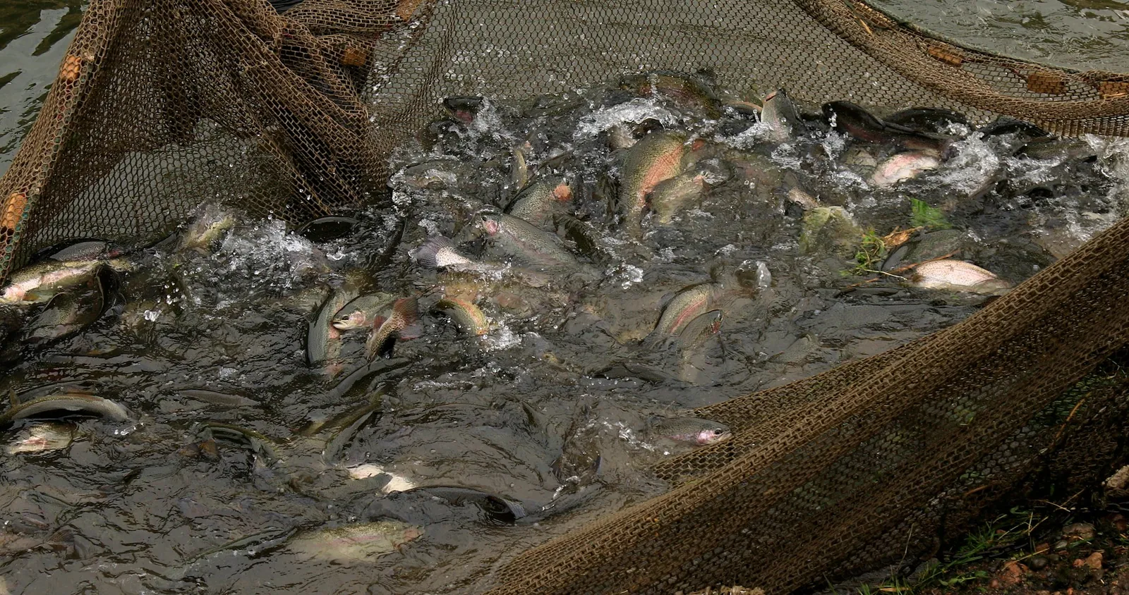Rainbow trout splashing at the surface inside a brown mesh net