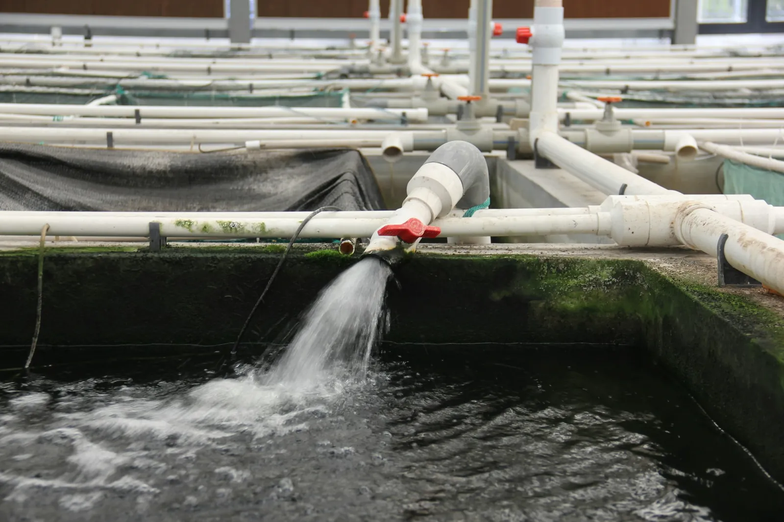 Water gushing from a white plastic pipe with a red valve into a dark concrete fish tank, under overhead pipework in an indoor hatchery